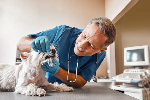 Best Emergency Root Canal Treatment in Sandy, OR